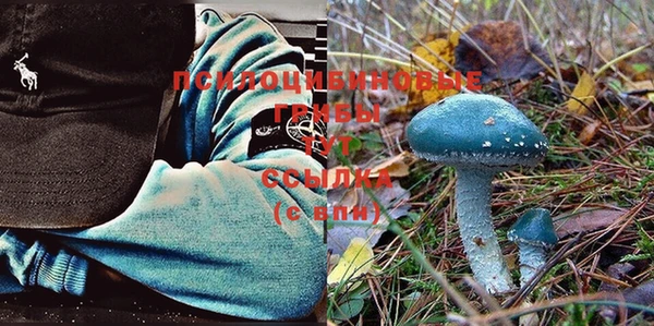 трава Белокуриха